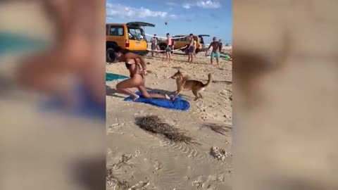 Dog bite sunbather