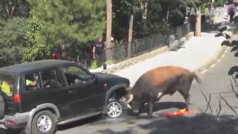 Angry buffalo attacking car