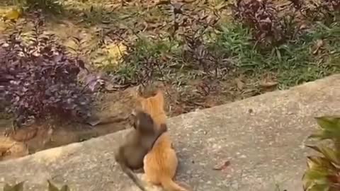 Mango friends monkey vs kitty
