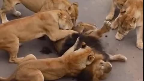Female Lion love Male Lion vs Lion