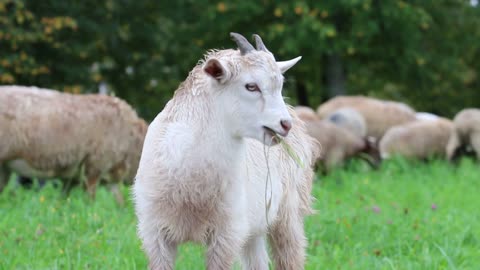 Clips of a sheep eating a grass, that's great