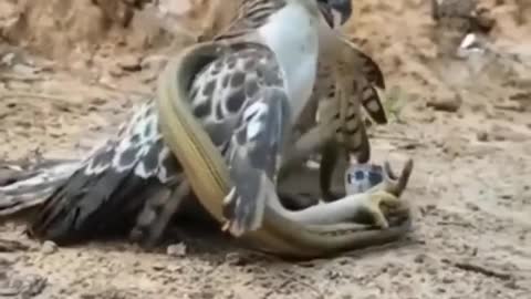 Bird🐦vs Snake🐍: Watch to see who wins🤣🤣😜😜