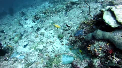 Bubble Rings vs Yellow Puffer Fish