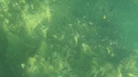 Snorkeling in the Thai sea.