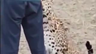 Farmer in India took a selfie with a leopard that entered his field..