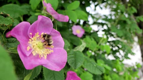 Bee's Flower Dance