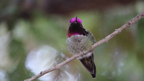 27 Minutes of Hummingbird Joy!