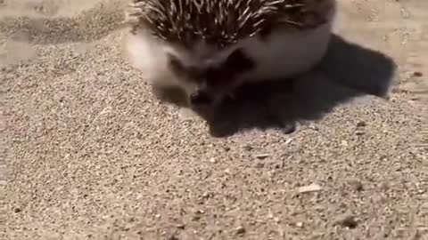 Is this hedgehog faster than Usain Bolt?