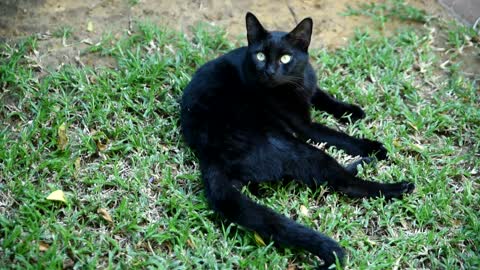 My black cat animal kitten kitty eye gray nature