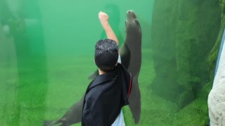 Fur seal playing with the boy