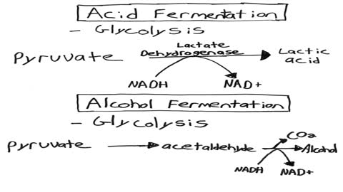 Aerobic vs. Anaerobic Cellular Respiration | Lactic Acid and Alcohol Fermentation Illustrated