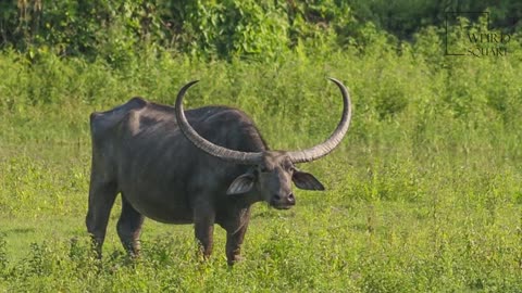 Interesting facts about wild water buffalo by weird square