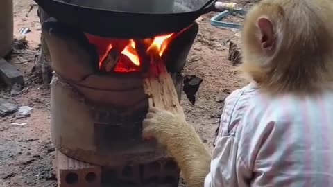 Monkey With Funny viral video 😅😅😅