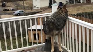 My Wolf(dog) Howling #2