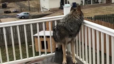 My Wolf(dog) Howling #2