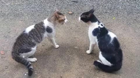 Viral Cute cat fighting video ! 🐱🐈