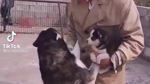 The Husky Beg His Master Not To Give His Baby Away!