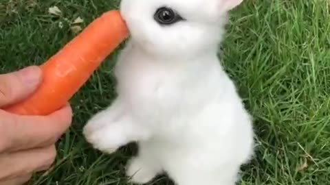 Coelho filhote comendo uma cenoura
