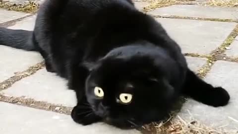 The neighbor's black cat