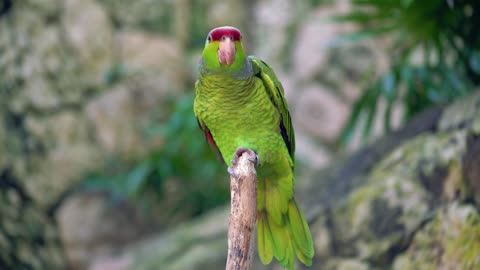 Beautiful color parrot