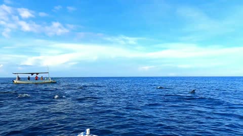 enjoy the beauty of dolphins on the beach of lovina bali