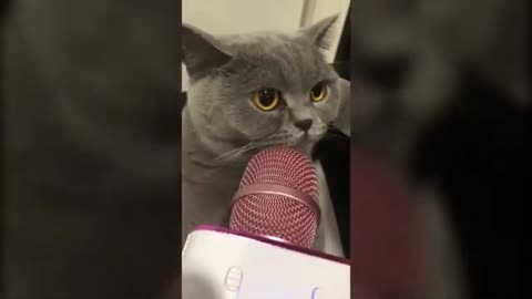 Cute Cats Meowing Into Karaoke Microphone