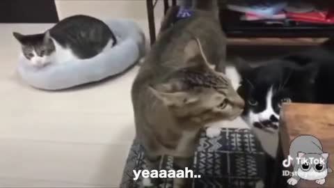 Cats talking in English!