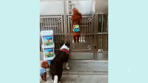 funny_🤣_dogs_compilation_videos_funny_moments_funny_fails_funny_dance__intelligent_dogs