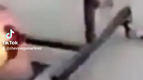 ¡Impactante! 😱 ¡Un enfrentamiento épico entre un gallo y un perro! 🐓