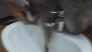 raccoon wash