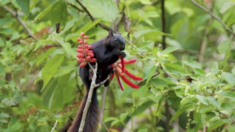 Squirrel Chipmunk Fruit Tree Animal Wildlife Wild