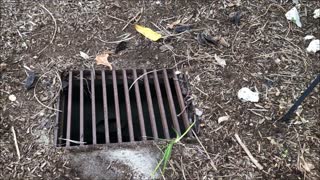 Distressed Mother Duck Lost Ducklings Down a Storm Water Drain