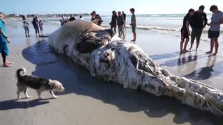 Encuentran una ballena varada en Ciudad del Cabo