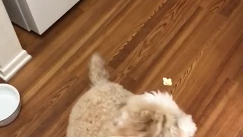 Scruffy white dog misses popcorn thrown at head