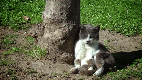 Cat having sunbath near the tree