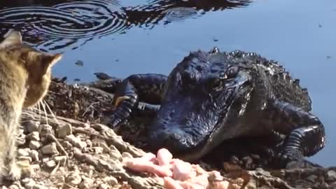 Cat vs aligator