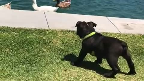 Black Dog Watching the Ducks