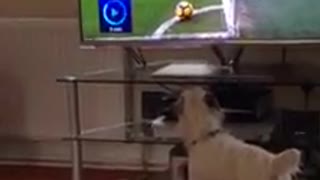 like a dog watching football