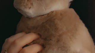 Cute Bunny Gets A Belly Rub