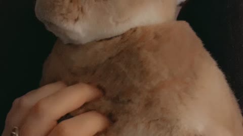 Cute Bunny Gets A Belly Rub