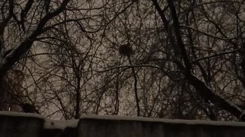 Huge bird nests. What is this bird?