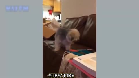 doggy play a game is so funny/ funny dog