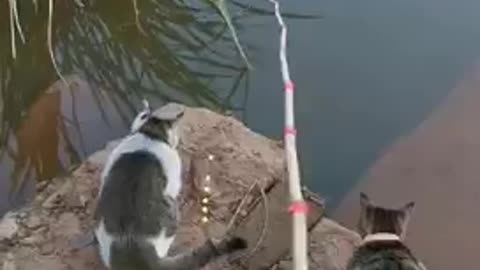 Gone fishing... with cats!