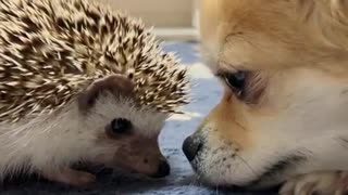 hedgehog play with puppy the eye game