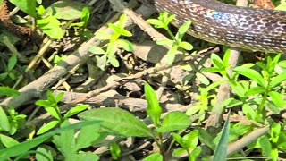 Aesculapian snake in a small forest / a very beautiful reptile in nature.