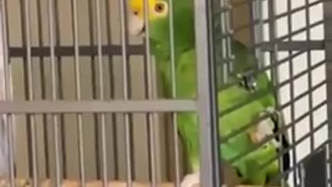 This parrot turned out to be a big fan of classic rock.
