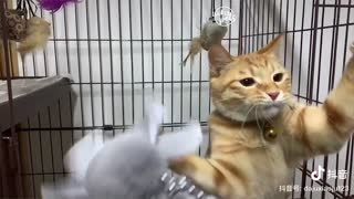 Dog And Cat Reaction To Toy