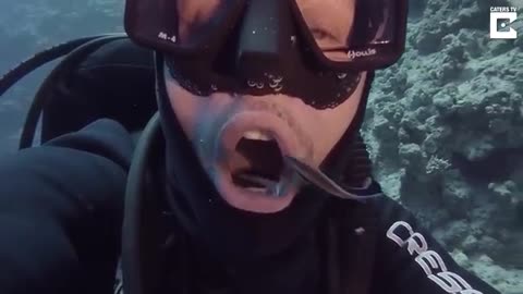 Cleaner Fish Swim Inside Divers Mouth