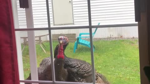 Turkeys Tapping at the Door