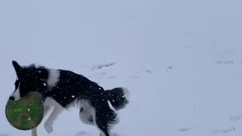 Epic catch in slow motion! #dogs